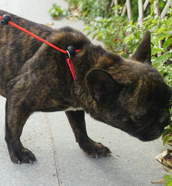 Hundetreningsbånd, hundebånd, dyrebånd Black M