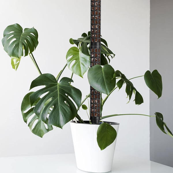Søjler til klatreplanter Black