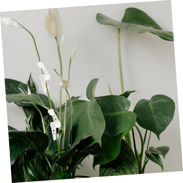 360 graders justerbare plantetreningsklemmer White