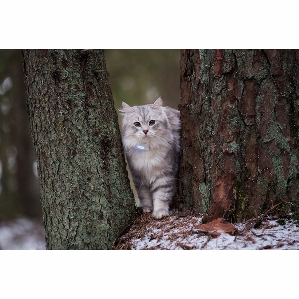 Lilcat 2 GPS-seurantalaite kissoille