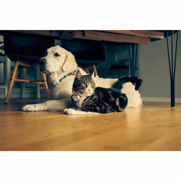 Lilcat 2 GPS-seurantalaite kissoille