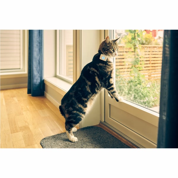 Lilcat 2 GPS-seurantalaite kissoille