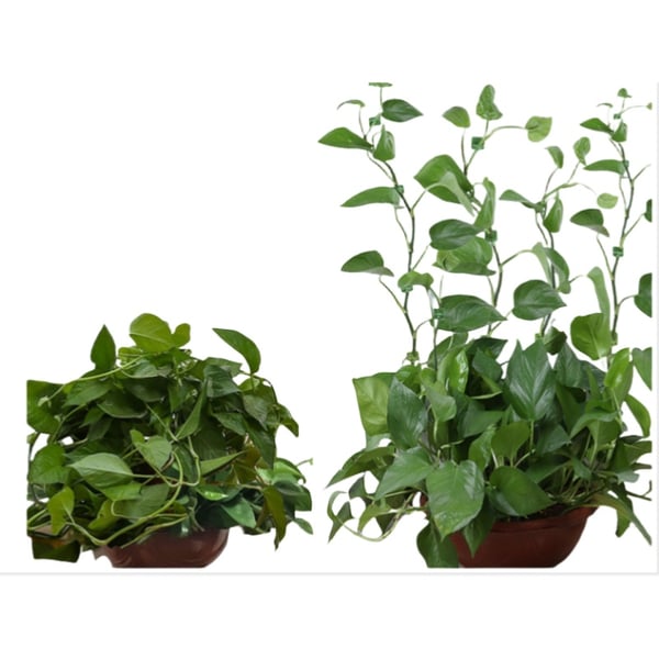 10-pakning små rankeclips for planter, selvklebende veggranke-klips S