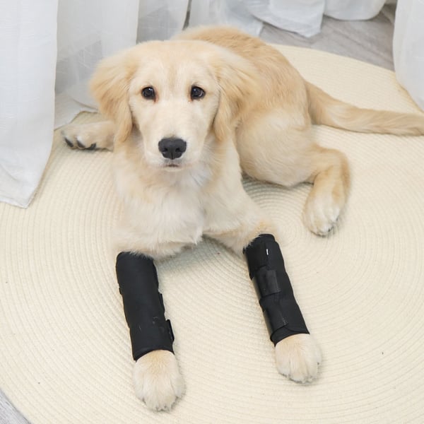Pet Joint Protector JT2 - Sort til støtte af hunde L