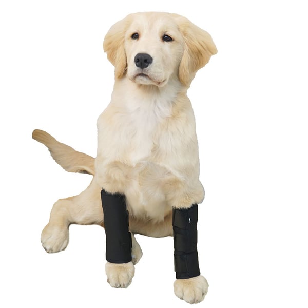 Pet Joint Protector JT2 - Sort til støtte af hunde M