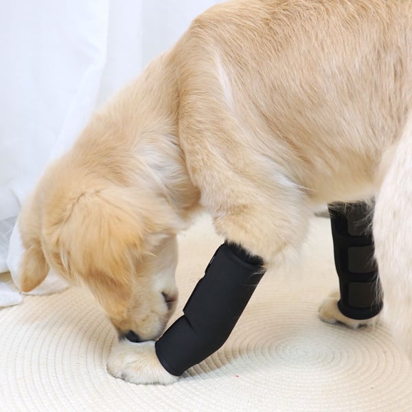 Pet Joint Protector JT2 - Sort til støtte af hunde M