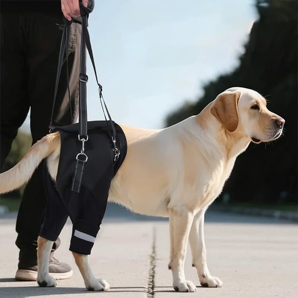 Hund Bakben Støtte Sele - Mobilitetshjelpemiddel for Eldre og Skadde Kjæledyr kompatibelt med alle hunderaser M