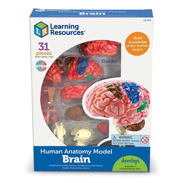 Learning Resources Anatomy Model - Brain
