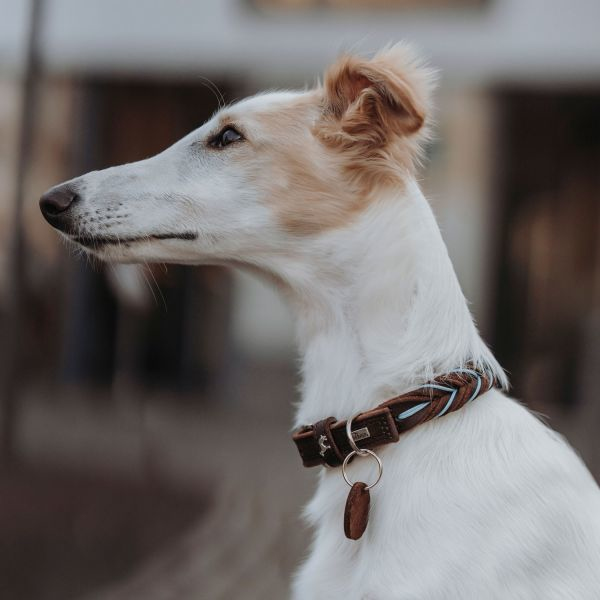 Hunter Solid Education Brun, Turkos Läder S Hund Vanligt halsband