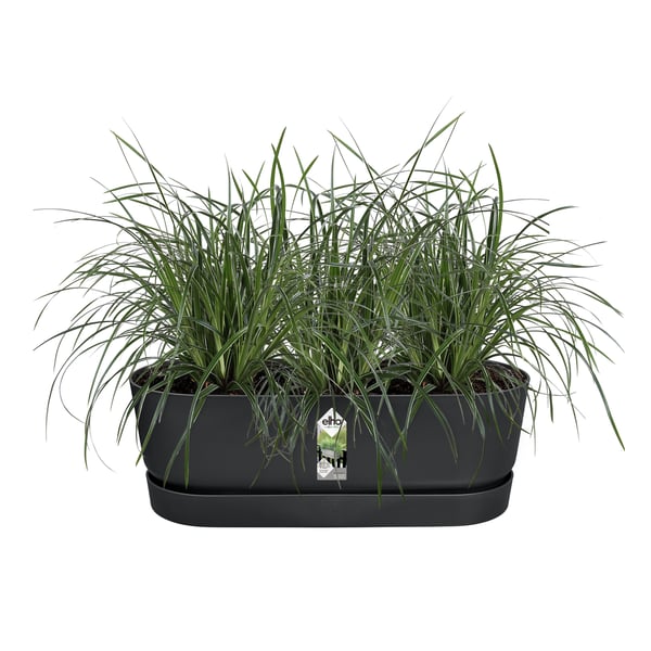 elho 8711904496395 plantekasse Plast Sort