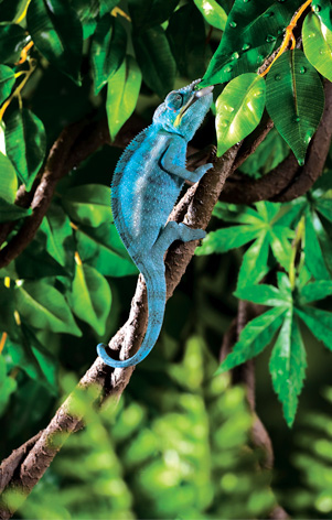 Miniatyrbild 1 av 2: Exo Terra Jungle Vine