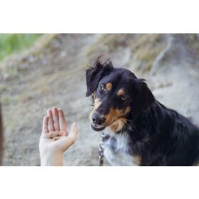 TRIXIE 31660 godbid til hund og kat Insekt 80 g