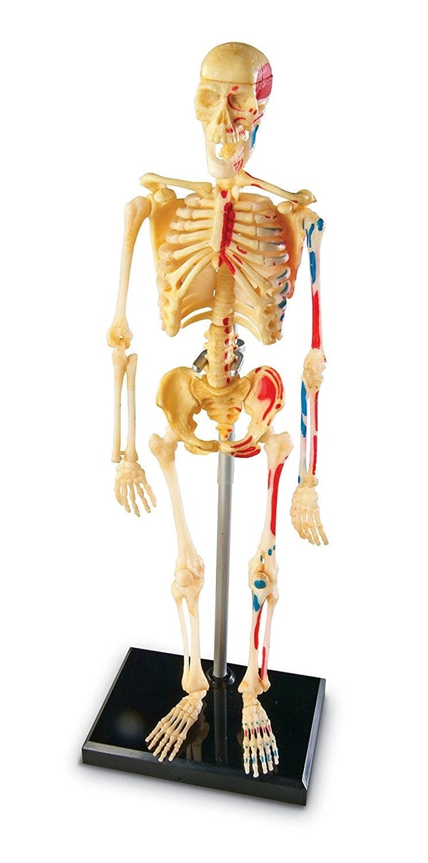 Learning Resources Anatomy Model - Skeleton Skelet