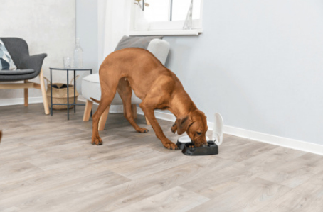 TRIXIE 24372 foder- och vattenautomat för hund och katt Plast Svart, Vit Automatisk foderautomat