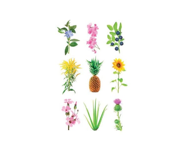Click & Grow Experimental 3 stk Genopfyldning