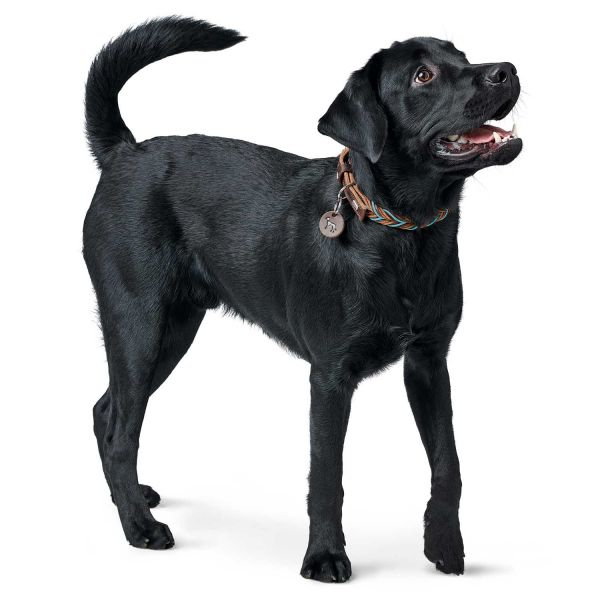 Miniatyrbild 8 av 8: Hunter Solid Education Brun, Turkos Läder S Hund Vanligt halsband