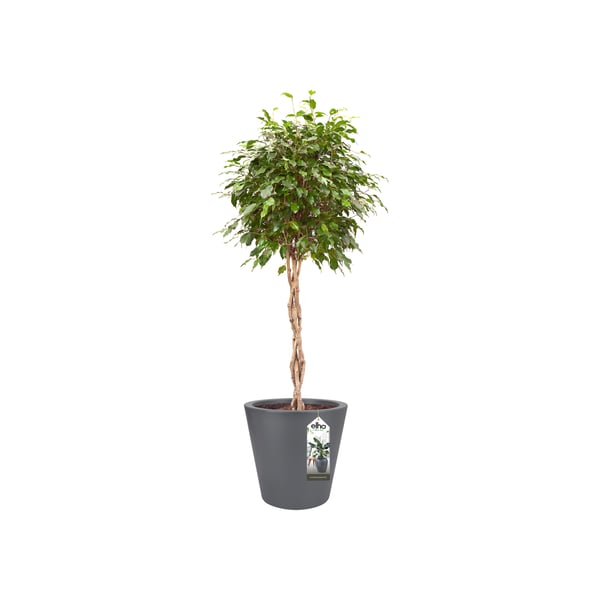 Miniatyrbillede 2 af 6: elho 8711904193881 urtepotte Sort Plast