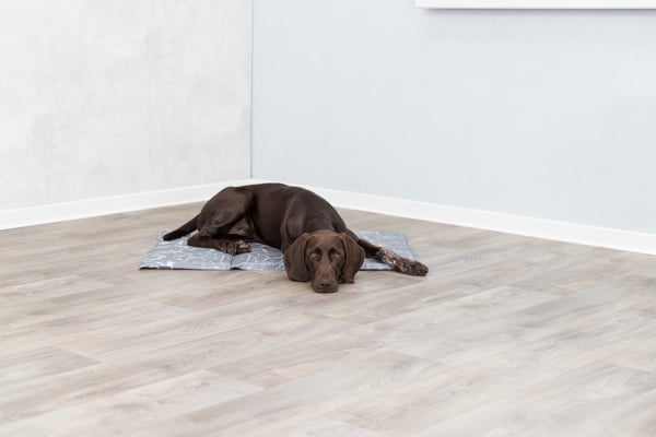 Miniatyrbild 3 av 8: TRIXIE 28785 Bädd för hund och katt Kylande husdjursbädd