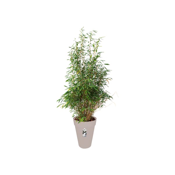 Miniatyrbillede 3 af 3: elho loft urban round high 42 Udendørs Potteplante Fritstående Polypropylen (PP) Grå