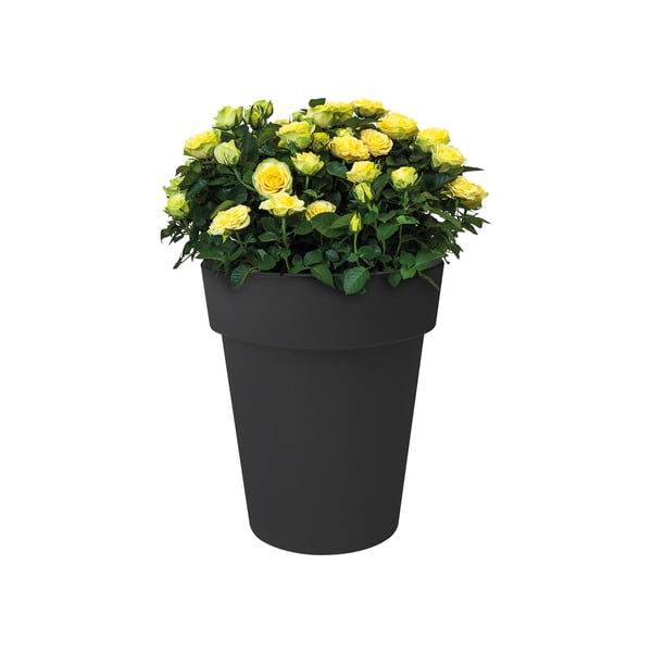Miniatyrbillede 2 af 4: elho Green Basics Top Planter Hight Udendørs Potteplante Fritstående Polypropylen (PP) Sort