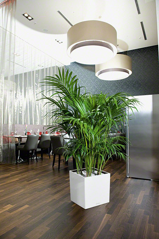 Miniatyrbillede 4 af 8: LECHUZA CUBE 50 Indendørs Potteplante Fritstående Polypropylen (PP) Hvid