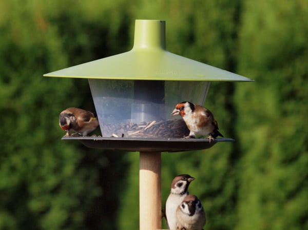 Plastia Finch fugle foderautomat Sort, Grøn Hængende