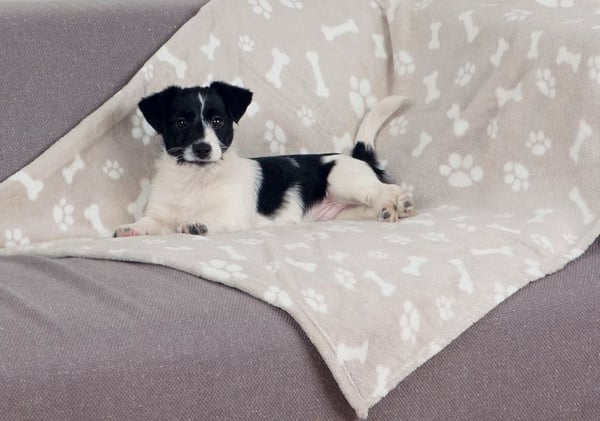 TRIXIE Kenny Koira Plyysikangas Beige
