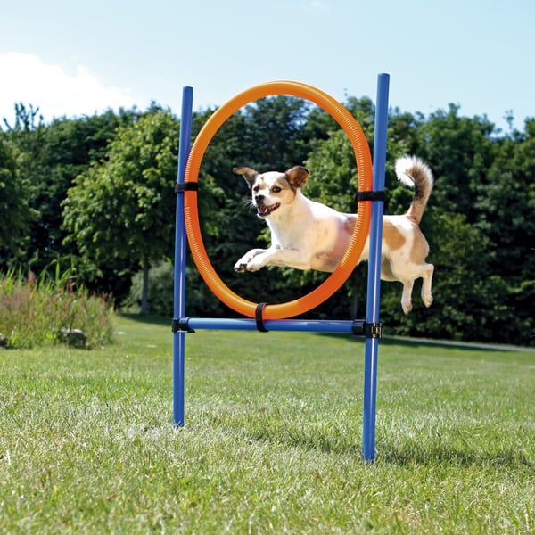 Miniatyrbillede 1 af 2: TRIXIE 3208 udstyr til agility til hund og kat Blå, Orange Plast Agility udstyrssæt