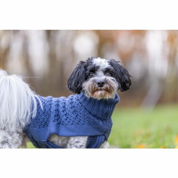 TRIXIE 680083 ytterplagg till hund och katt XS Blå Bomull, Polyamid, Ull Pullover