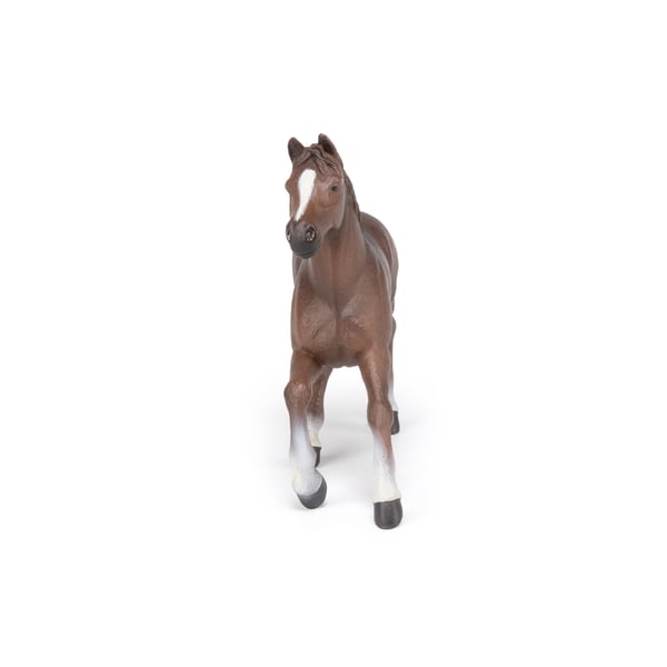 Miniatyrbild 2 av 7: Papo Anglo-Arab mare