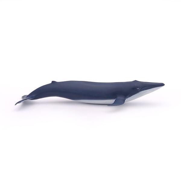 Pikkukuva 2 / 5: Papo Blue whale calf