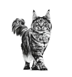 Miniatyrbild 3 av 3: Royal Canin Sensitivity Control Chicken With Rice 100 g