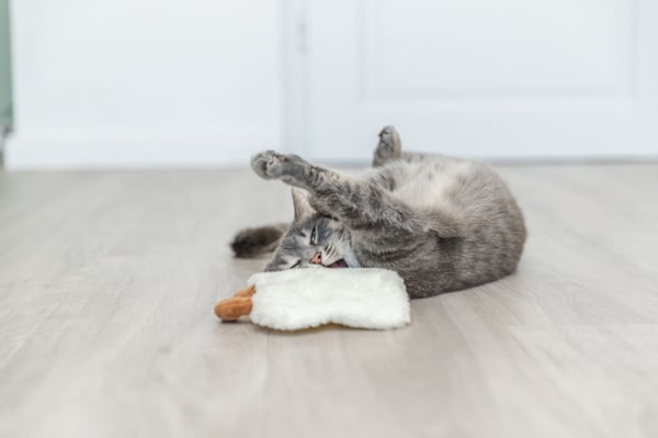 Miniatyrbild 3 av 5: TRIXIE 45640 leksak för hund och katt