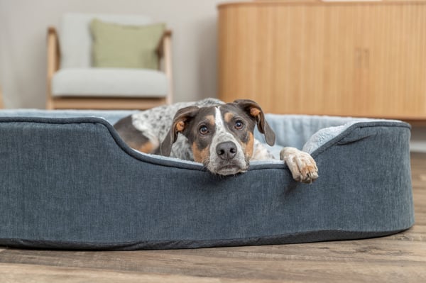 TRIXIE 374060 hunde- og katteseng Pude kæledyrseng
