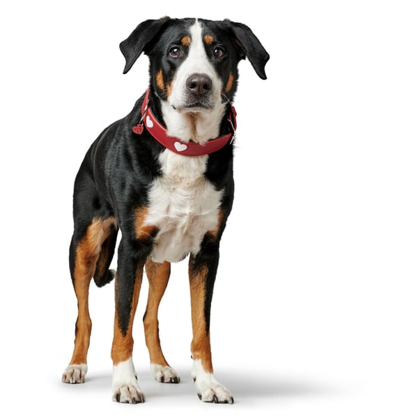 Hunter 69904 halsband för hund och katt Röd, Vit Läder S-M Vanligt halsband