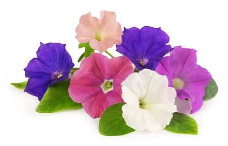 Pikkukuva 2 / 2: Véritable 3760262511412 Pakit kasvienhoitoon & niiden täyttömateriaali Petunia Täyttöpakkaus