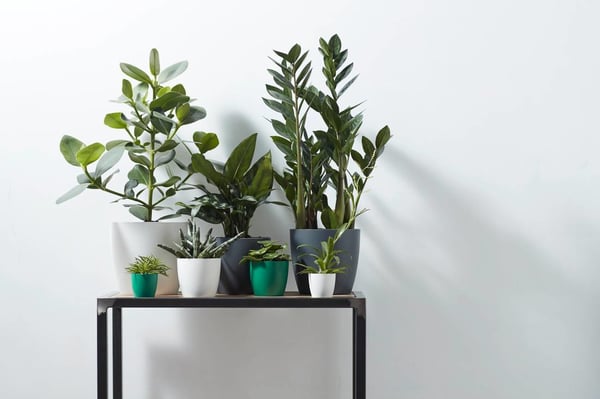 elho brussels round mini 9,5cm Indendørs Potteplante Fritstående Polypropylen (PP) Hvid