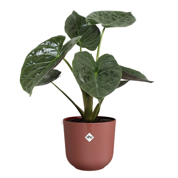 Miniatyrbild 2 av 11: elho 8711904528737 blomkruka Röd Plast