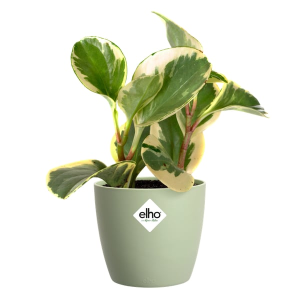 elho 5641321436900 urtepotte Grøn Plast 1 stk