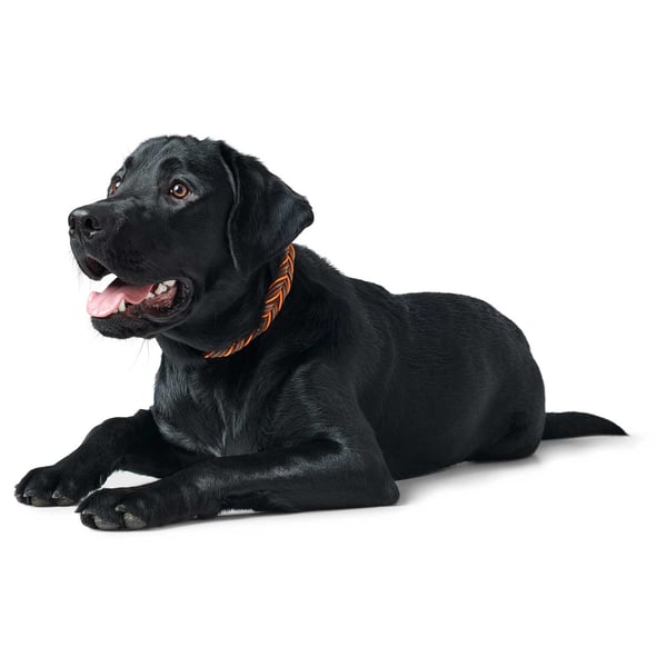 Miniatyrbillede 9 af 9: Hunter Solid Education Brun, Orange Læder S-M Hund Standardkrave