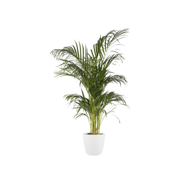 Miniatyrbillede 2 af 8: elho Brussels Round Indendørs Potteplante Fritstående Polypropylen (PP) Hvid