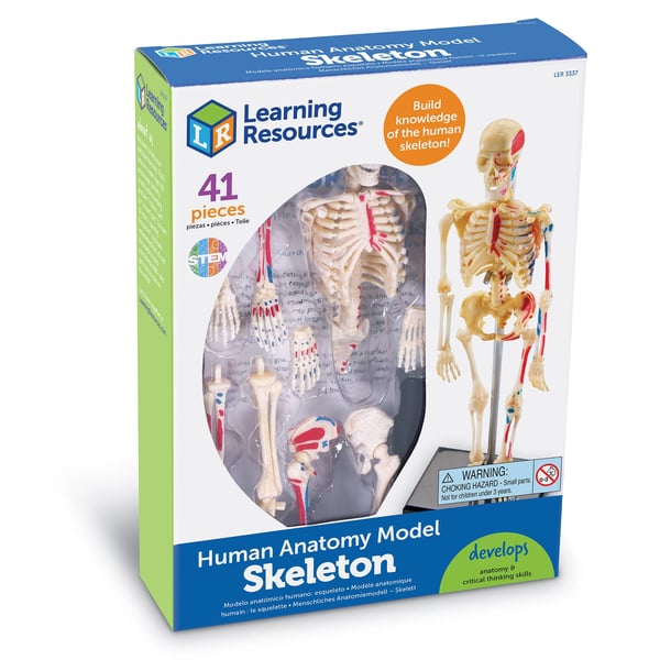 Miniatyrbillede 6 af 6: Learning Resources Anatomy Model - Skeleton Skelet