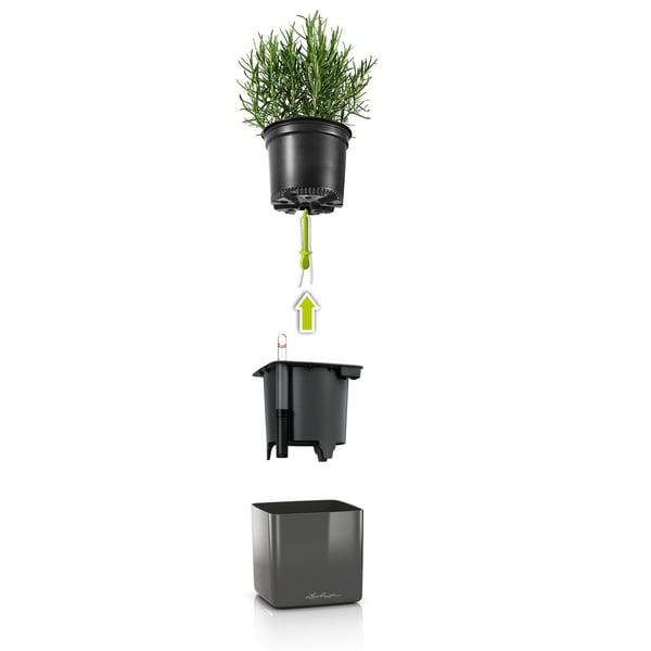 LECHUZA CUBE Indendørs Potteplante Fritstående Polypropylen (PP) Kul