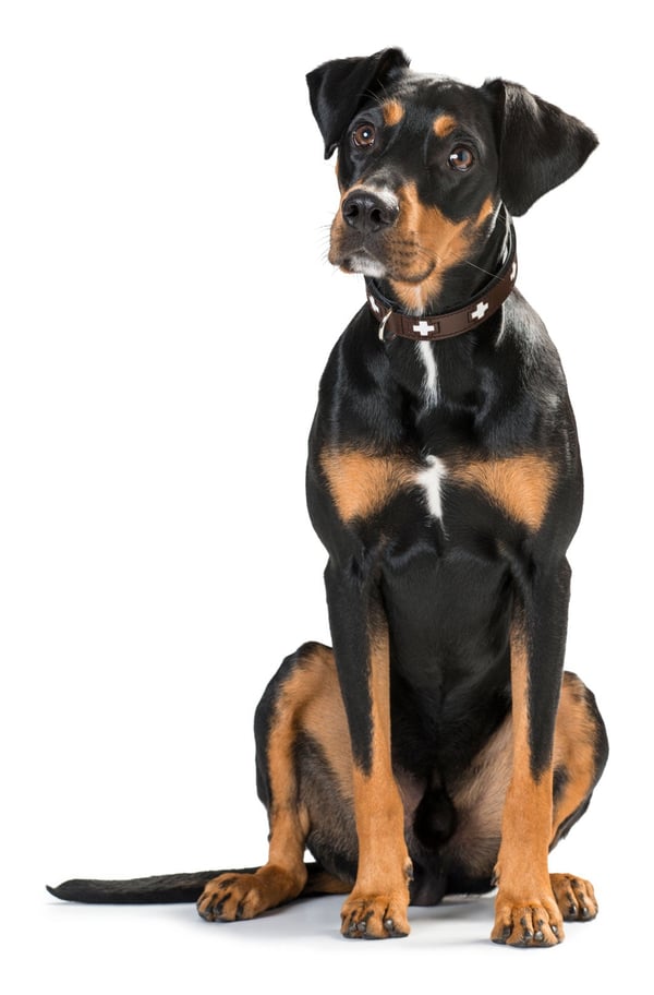 Hunter 42829 hunde- og kattehalsbånd Sort, Brun Læder S-M Hund Standardkrave