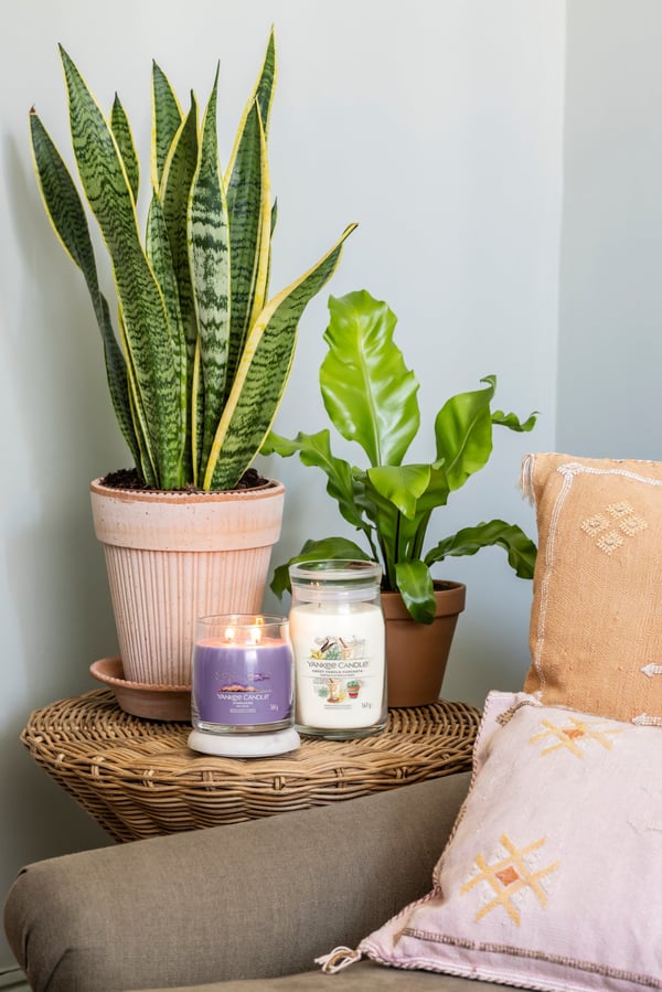 Yankee Candle Stargazing vahakynttilä Sylinteri Kukallinen Purppura 1 kpl