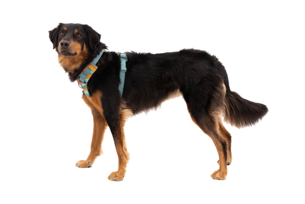 Ruffwear 30503-968LL1 sele till hund och katt L-XL Multifärg Nylon, Polyester Antidragsele