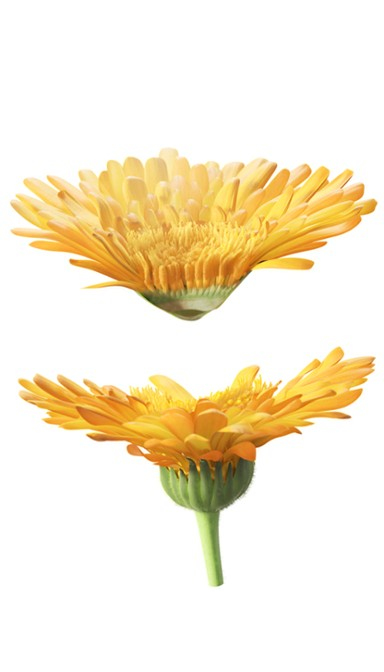 Weleda Lait corporel au Calendula 200 ml Mælk