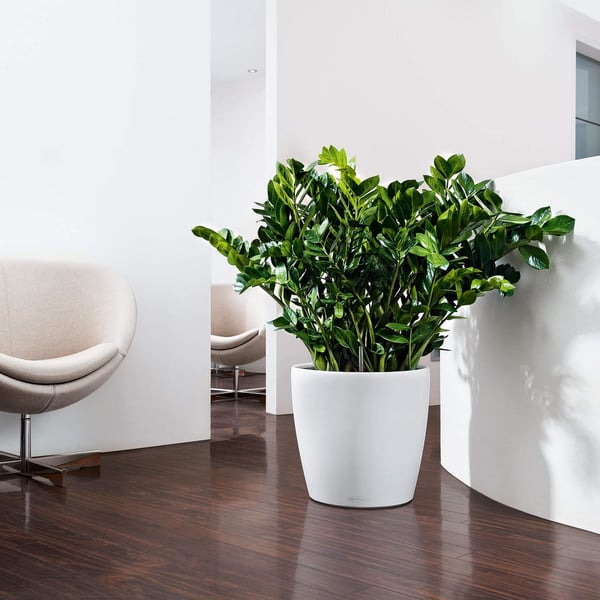 LECHUZA Classico Color 35 Indendørs Potteplante Fritstående Polypropylen (PP) Grå