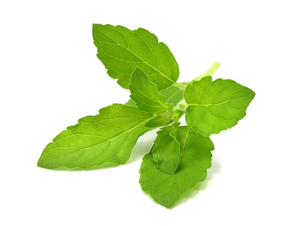 Miniatyrbillede 1 af 2: Click & Grow SGR66x3 3 stk Basilikum Genopfyldning