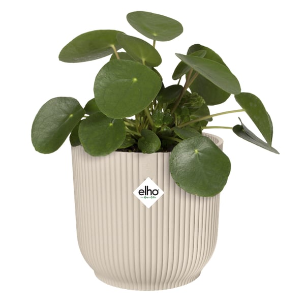 Miniatyrbillede 5 af 7: elho 2641701845200 urtepotte Hvid Plast 1 stk